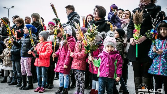 Która z palm była najwyższa?