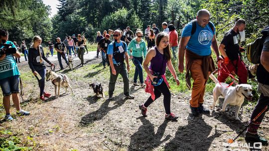 Dogtrekking na 368 psich łap