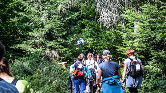 Dogtrekking na 368 psich łap