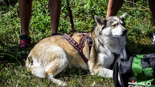 Dogtrekking na 368 psich łap