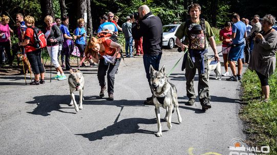 Dogtrekking na 368 psich łap