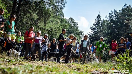 Dogtrekking na 368 psich łap