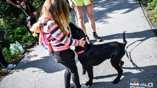 Dogtrekking na 368 psich łap