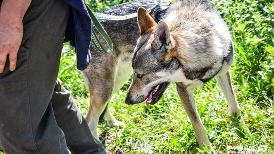 Dogtrekking na 368 psich łap