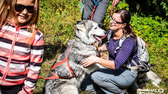 Dogtrekking na 368 psich łap