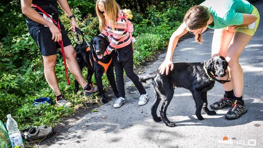 Dogtrekking na 368 psich łap