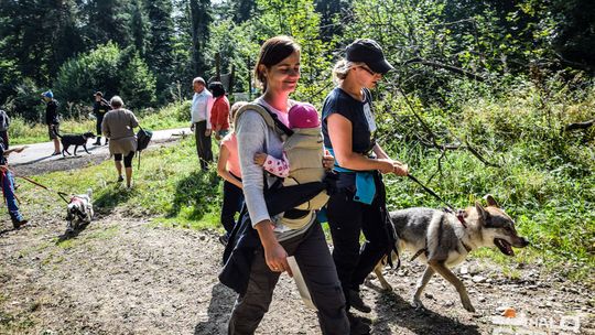 Dogtrekking na 368 psich łap