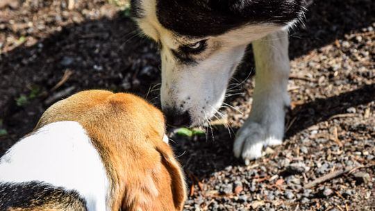 Dogtrekking na 368 psich łap