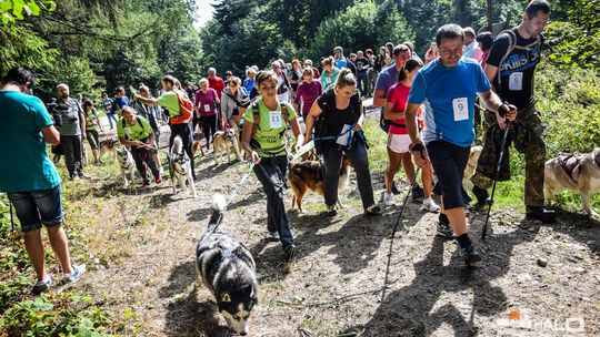 Dogtrekking na 368 psich łap