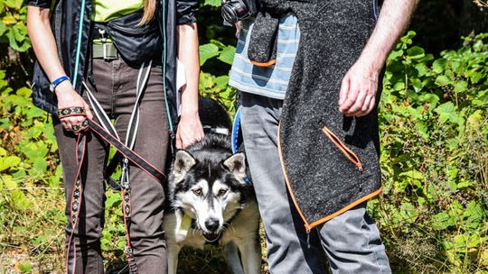 Dogtrekking na 368 psich łap