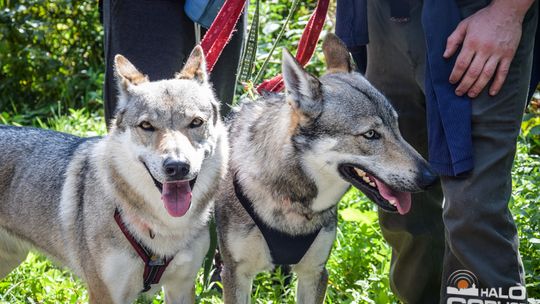 Dogtrekking na 368 psich łap