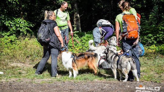 Dogtrekking na 368 psich łap