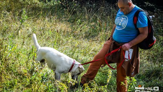 Dogtrekking na 368 psich łap