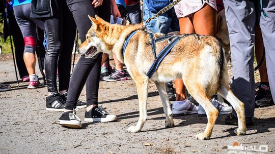 Dogtrekking na 368 psich łap