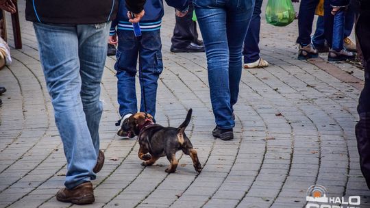 Najbardziej rude święto Beskidu Niskiego