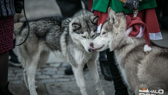 Świąteczny jarmark na gorlickim Rynku