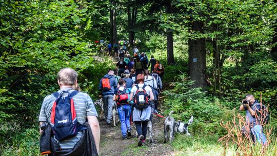 Dogtrekking na 368 psich łap