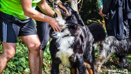 Dogtrekking na 368 psich łap