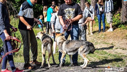 Dogtrekking na 368 psich łap