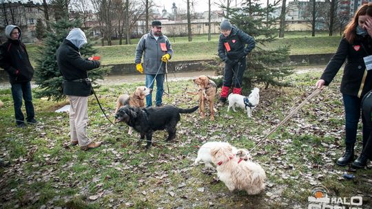 2015/01.11-Adrian-dog-treking-lodowisko