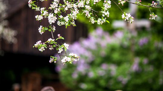 2014/05.01-skansen-starocie