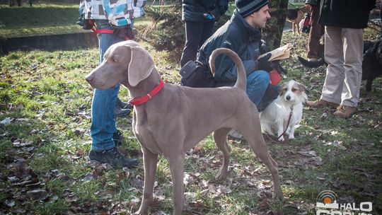 2015/01.11-Adrian-dog-treking-lodowisko