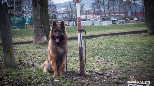 2015/01.11-Adrian-dog-treking-lodowisko