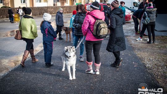 2015/01.11-Adrian-dog-treking-lodowisko