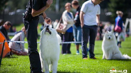 2014/08.17-psy-jacek