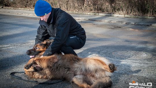 2015/01.11-Adrian-dog-treking-lodowisko