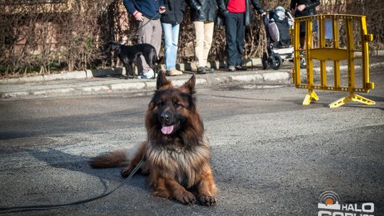 2015/01.11-Adrian-dog-treking-lodowisko