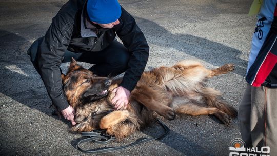 2015/01.11-Adrian-dog-treking-lodowisko