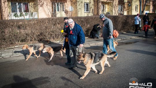 2015/01.11-Adrian-dog-treking-lodowisko