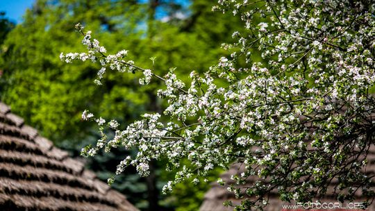 2014/05.01-skansen-starocie