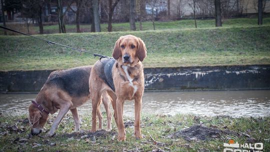 2015/01.11-Adrian-dog-treking-lodowisko