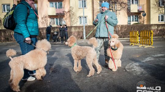 2015/01.11-Adrian-dog-treking-lodowisko