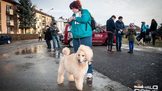 2015/01.11-Adrian-dog-treking-lodowisko