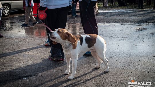 2015/01.11-Adrian-dog-treking-lodowisko