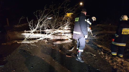 Lipinki. Volkswagen wjechał w powalone drzewo.[ZDJĘCIA]