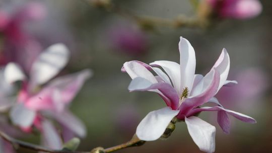 Ciemierniki i magnolie – teraz jest ich czas w ogrodzie [CZARUJ Z MONIKĄ] [FOTO]