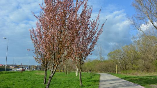 Ścieżka pieszo-rowerowa w Gorlicach. Wiosna 2023 (21 kwietnia 2023)