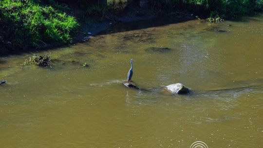 Czapla siwa stojąca w nurcie rzeki Ropy (26 września 2023)