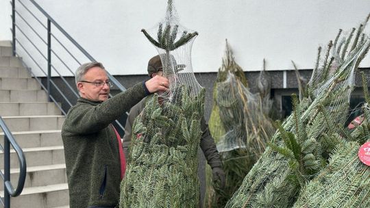 Akcja „Choinka dla życia” - Nadleśnictwo Gorlice (18 grudnia 2024)