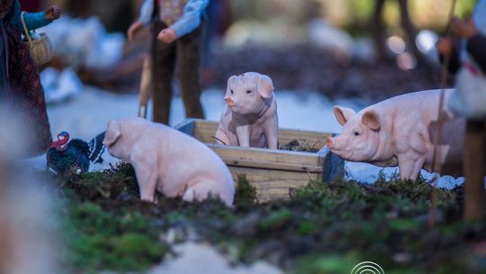 szopka neapolitańska Tomasza Tajaka