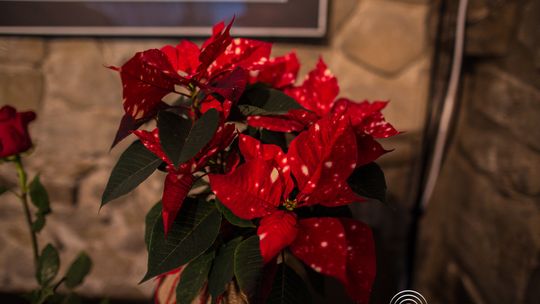 szopka neapolitańska Tomasza Tajaka