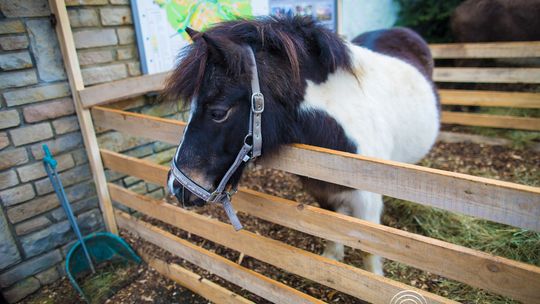 Żywa Szopka na gorlickim Rynku (21 grudnia 2025)