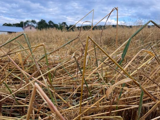 zdjęcie przedstawia kulki gradu i połamane kłosy zboża 
