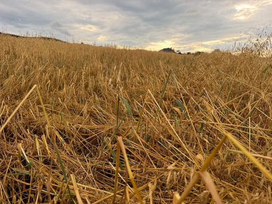 zdjęcie przedstawia kulki gradu i połamane kłosy zboża 