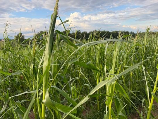 zdjęcie przedstawia kulki gradu i połamane kłosy zboża 