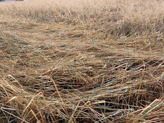 zdjęcie przedstawia kulki gradu i połamane kłosy zboża 